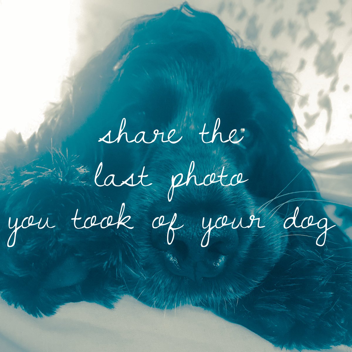 🐶 As it's #WorldAnimalDay we'd like you to share the last photo you took of your dog 🐶 Wigan