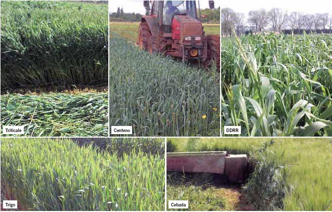 RevistaVaca's tweet photo. Artículo en #Afriga 131 de G. Salcedo sobre #cultivo de #cereales de invierno como alternativa al #raigrás italiano: https://t.co/wHOhhCO3LQ https://t.co/E5454q1ruR