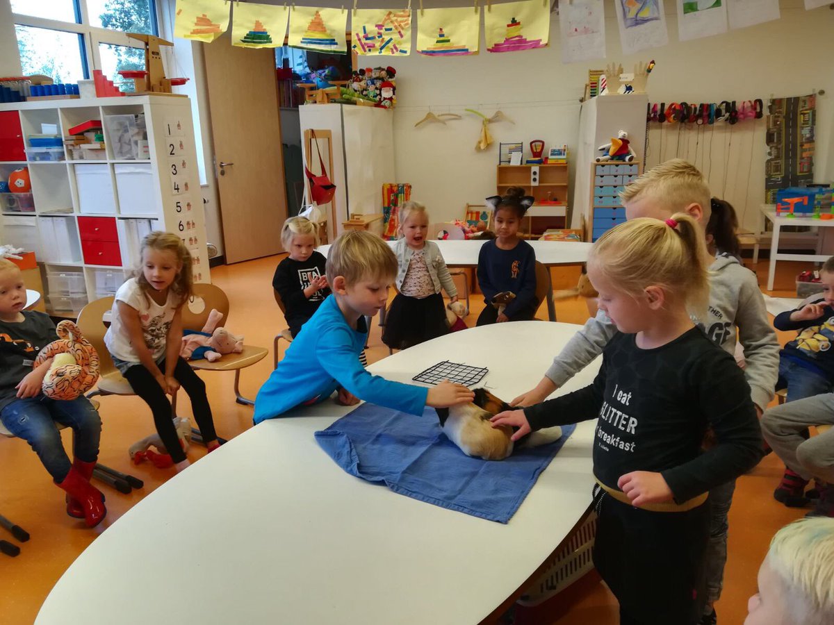 Het is dierendag en C1 heeft cavia's in de klas.