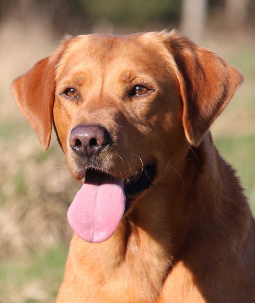 AshdaleDogs's tweet photo. @KCLovesDogs #handsomeharris #ashdaledogs #labrador #workinglabrador #gundog https://t.co/UqO5DVzAOX