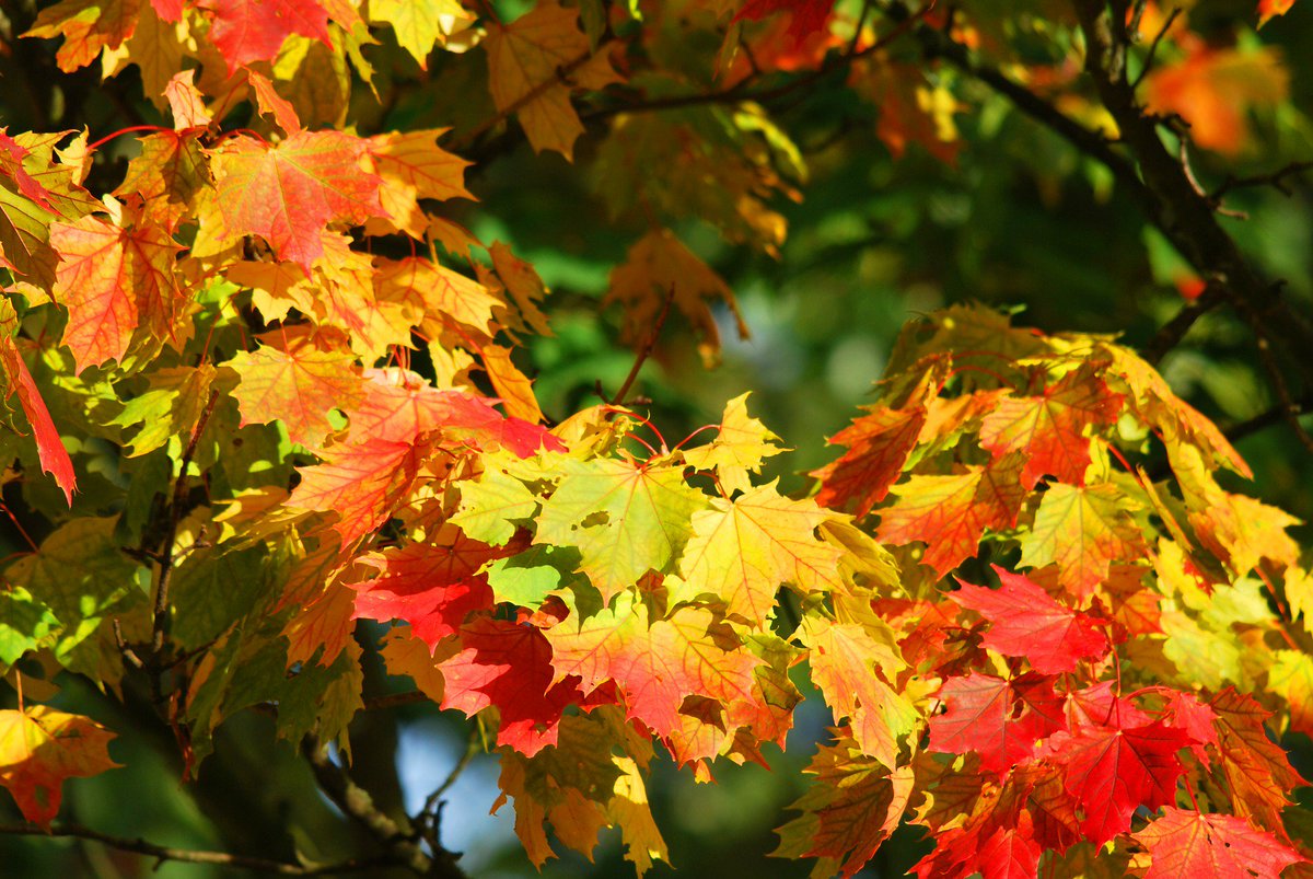 perthshirehour's tweet photo. Tonight on #PerthshireHour share your events and plans for the autumn months and all your lovely photographs of #BigTreeCounty in #autumn https://t.co/PiUk45lWPr