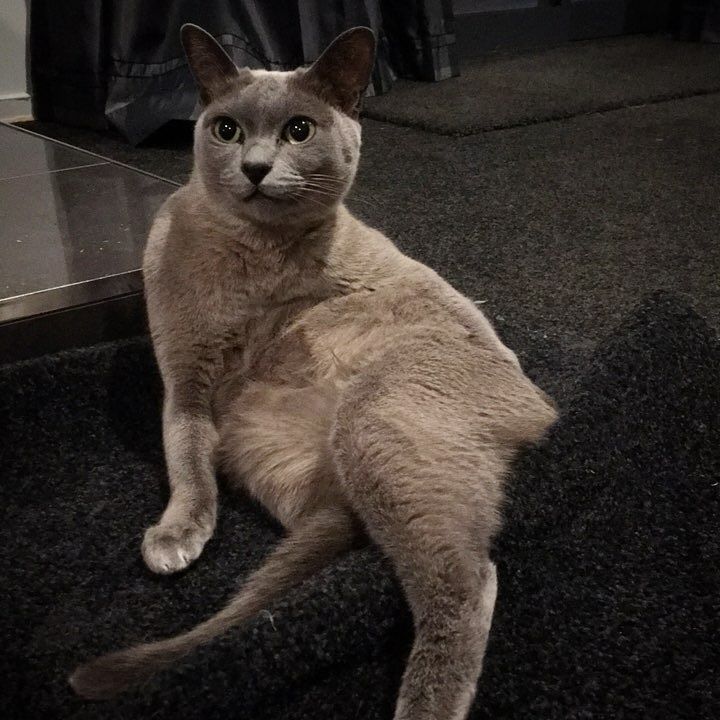 SoxNDotsBurmese's tweet photo. Can a girl not get any privacy?
.
#privacycat #interuptedcat #burmesecat #burmesecats #kitties #cat #cats #catsofi… https://t.co/Y0QU1YYdcH https://t.co/g04GPc57vc
