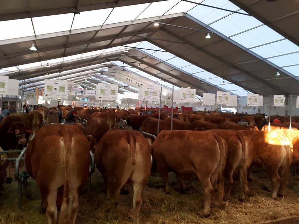 Limousine Park (@limousinepark) on Twitter photo Le <a href="/LimousinePark/">Limousine Park</a> présent au <a href="/SommetElevage/">SOMMET DE L’ÉLEVAGE</a> ! RDV au stand racial (Hall 3) dédié à nos belles rousses. #élevage #limousine #bovin Le <a href="/LimousinePark/">Limousine Park</a> présent au <a href="/SommetElevage/">SOMMET DE L’ÉLEVAGE</a> ! RDV au stand racial (Hall 3) dédié à nos belles rousses. #élevage #limousine #bovin