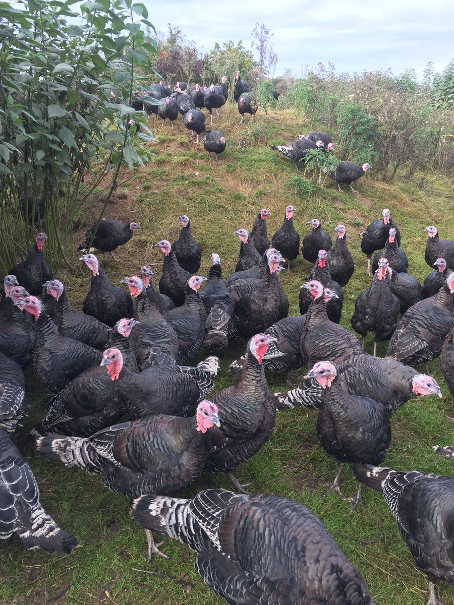 OutdoorGal's tweet photo. Even on a bad day these ladies make me feel better. At least Im not a turkey! #ChristmasIsComing #turkey #escapeoutdoors #onelifeliveit https://t.co/oKJE9j2VFb