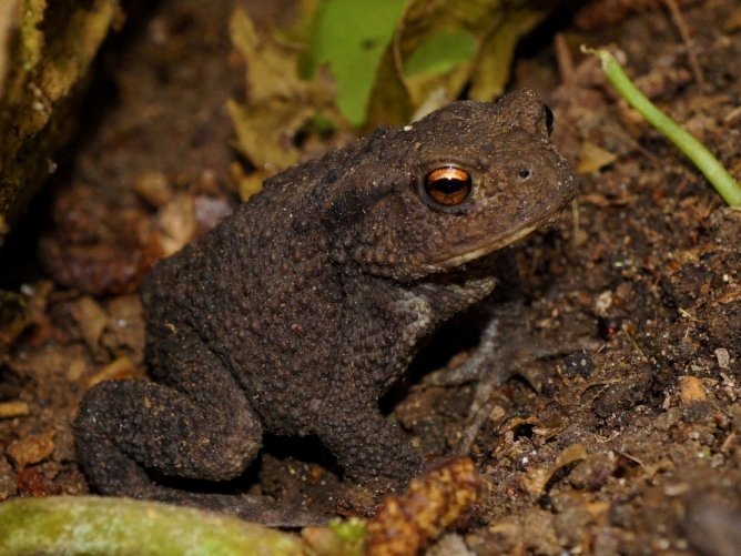 froglifers's tweet photo. Today is our final day of #YearoftheToad, thanks for all your support to help protect this highly threatened animal! https://t.co/D9w9UcMAa3 https://t.co/LXpM5RS77i