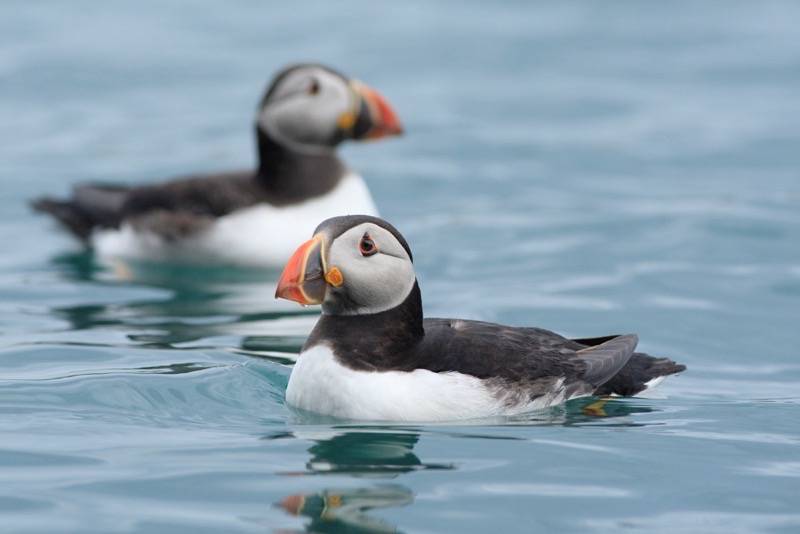 PuffinPackaging's tweet photo. Happy World Animal Day! Celebrating the animals close to our hearts...Puffins and Sheep! #PuffinPackaging #WorldAnimalDay https://t.co/VEgwrWYg7I