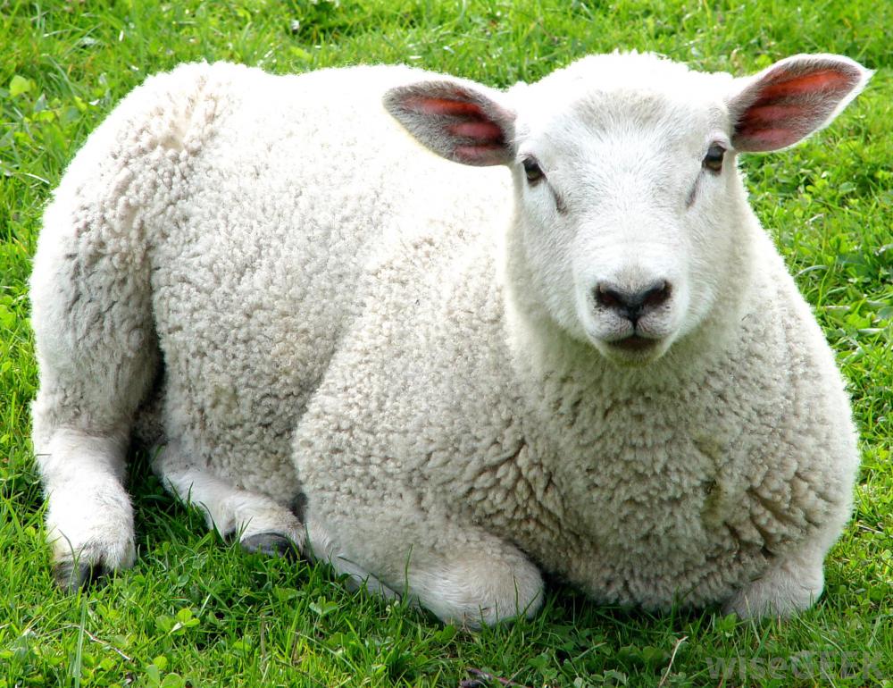 PuffinPackaging's tweet photo. Happy World Animal Day! Celebrating the animals close to our hearts...Puffins and Sheep! #PuffinPackaging #WorldAnimalDay https://t.co/VEgwrWYg7I