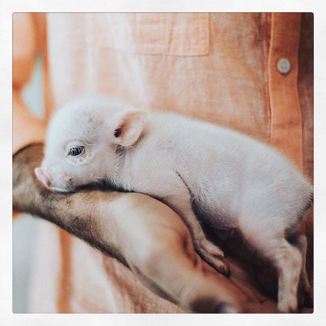 Ilse Adams tweet media