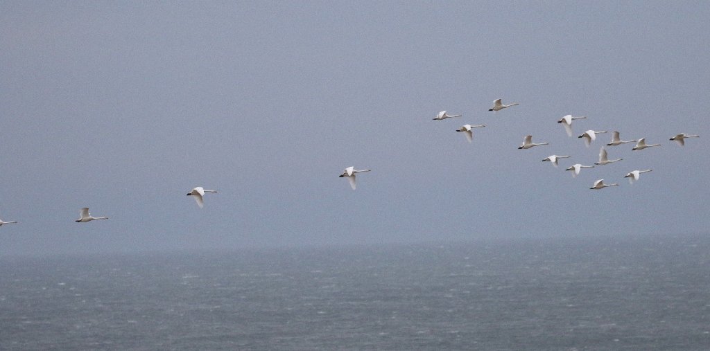 vismigKC's tweet photo. A quiet morning enlivened by 18 whooper swan powering south along the clifftop at hunmanby gap https://t.co/cDeWJmEUuS