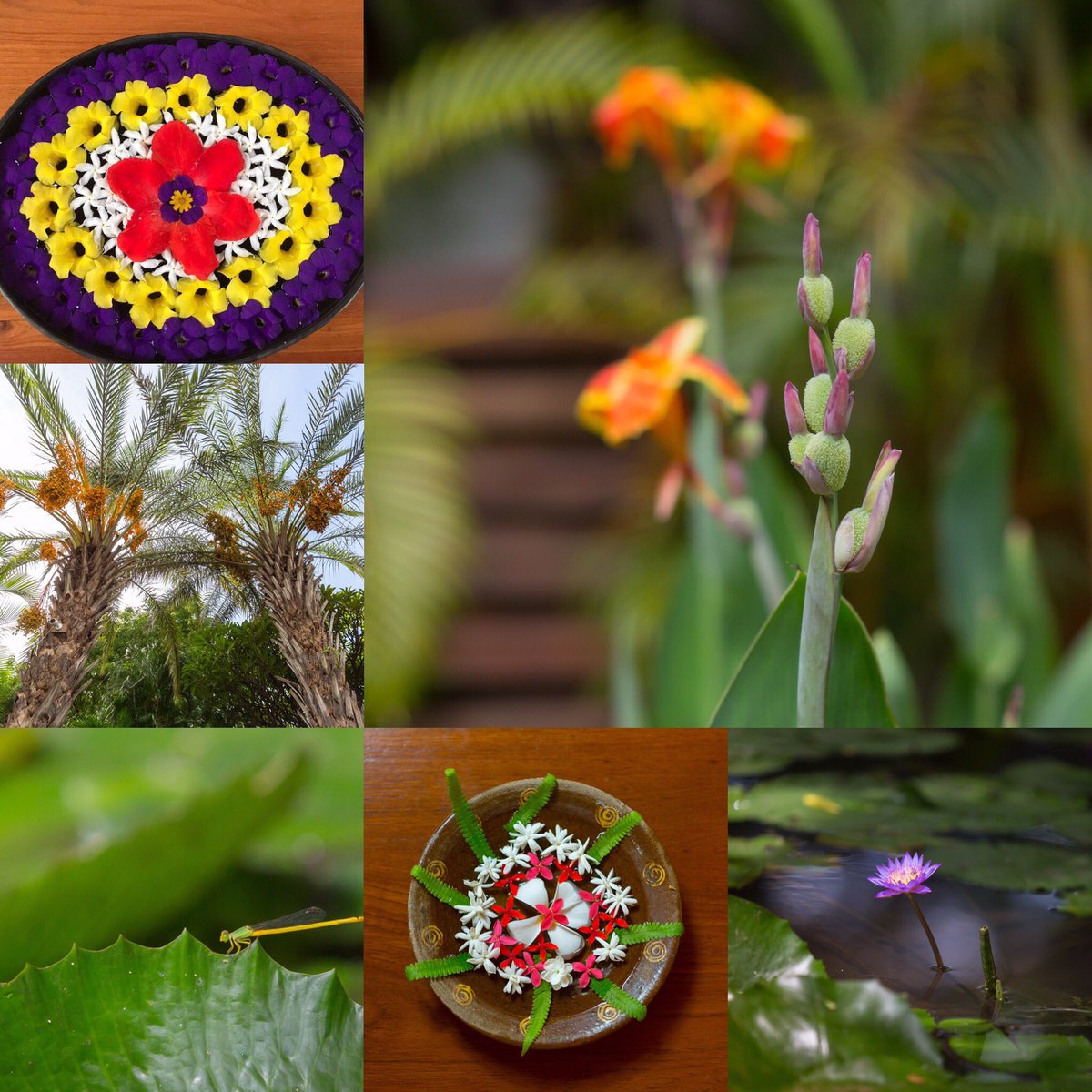 HotelAtTharabar's tweet photo. Adornments from the tropical lush green gardens of #Tharabargatehotel.

#Oldbagan #Sustainability #Myanmar https://t.co/Vy6Dj1nH5E