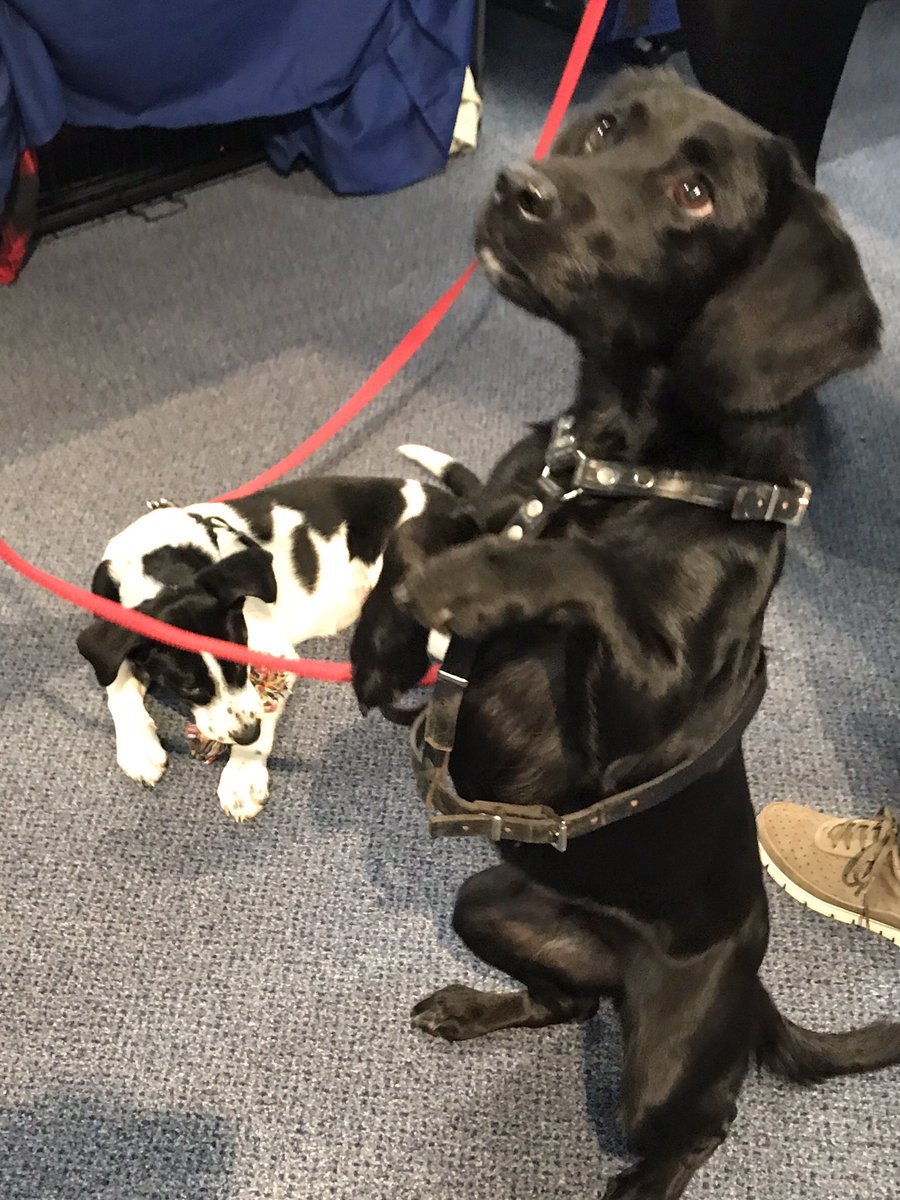 taylorems001's tweet photo. Great start to today's  @HeadwaySuffolk conference with @irwinmitchell I met the amazing #BrainyDogs team, keep up the wonderful work https://t.co/uWrwX0nuL6