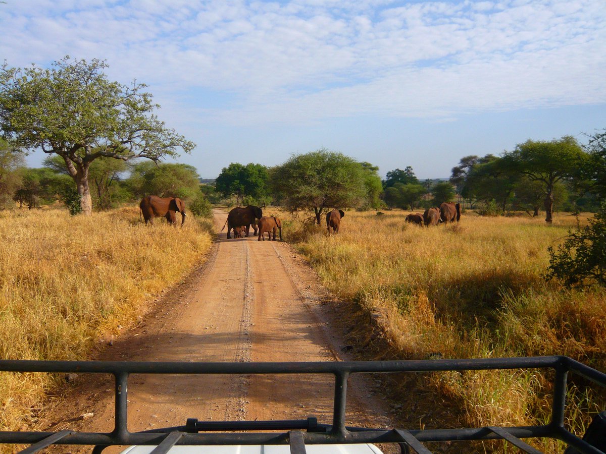 GetSafaris's tweet photo. #WorldAnimalDay
Tanzania Green Eco Tour Safaris 
"Sustainable Eco Tours Beyond Nature" 
#Tanzania #wildlifeWednesday
https://t.co/WEyr5TmY3n https://t.co/MoZu8JDLvo