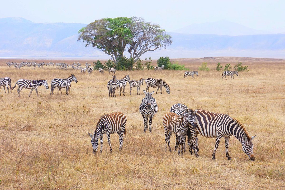 GetSafaris's tweet photo. #WorldAnimalDay
Tanzania Green Eco Tour Safaris 
"Sustainable Eco Tours Beyond Nature" 
#Tanzania #wildlifeWednesday
https://t.co/WEyr5TmY3n https://t.co/MoZu8JDLvo