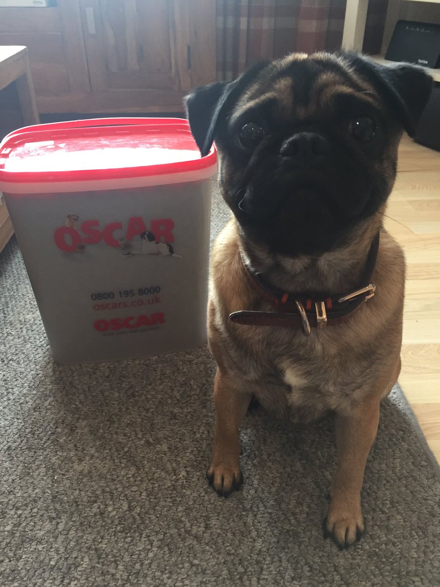 JamieElson97's tweet photo. Thanks again to @cardiffdevils sponsors @FoodsOscar for the trial pack. Cooper loves it! Not loving having his photo though. #devilsdogs https://t.co/tlBe1AGHxn