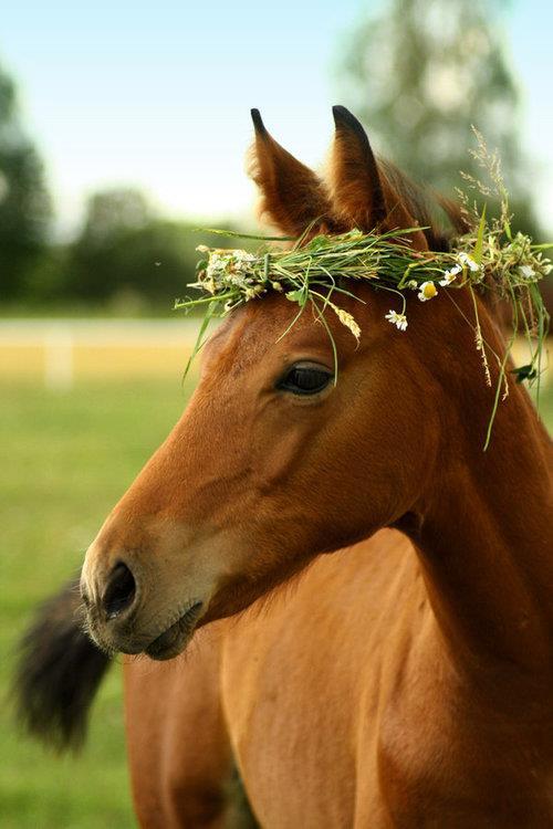 GossipRoomOff's tweet photo. Aujourd'hui c'est la #JourneeMondialeDesAnimaux mais c'est tous les jours qu'il faut les aimer et prendre soin d'eux ! ❤️🐶🐴🐰🐱🐼🐯🐹🐵🦓🦊🐘🐬 https://t.co/AtWGcnSEDe