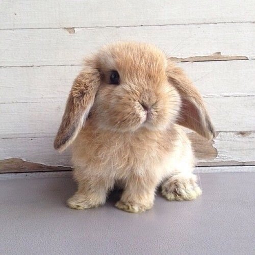 GossipRoomOff's tweet photo. Aujourd'hui c'est la #JourneeMondialeDesAnimaux mais c'est tous les jours qu'il faut les aimer et prendre soin d'eux ! ❤️🐶🐴🐰🐱🐼🐯🐹🐵🦓🦊🐘🐬 https://t.co/AtWGcnSEDe