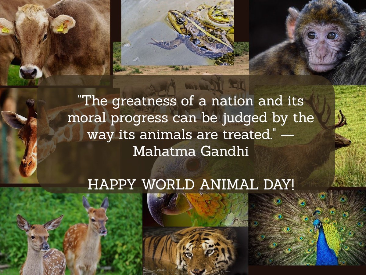 TraceandSave's tweet photo. It's World Animal Day, let's celebrate these beautiful creatures #WorldAnimalDay 🦁🐹🐰🐻🐦🦓🦌🐿️🦕🐘 https://t.co/Q6TMnLrSAh
