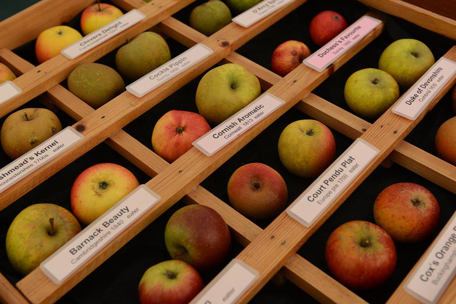 NorfolkMuseums's tweet photo. Here's hoping the sun's all golden and delicious for @GressenhallFW's Apple Day on 15 October! https://t.co/lZCOO6r2P2 https://t.co/YEkL2nnsoA