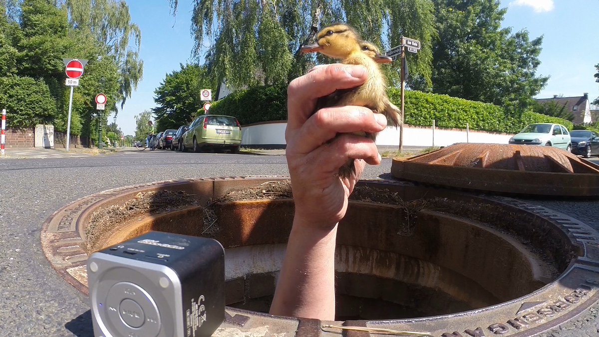 DPLotterie's tweet photo. Tierfreunde feiern heute weltweit #Welttierschutztag. #Förderprojekt #Tiernotruf, passt dazu perfekt: https://t.co/Q4wuxzjYIO #Postcodeffekt https://t.co/lCS8BjUYuX