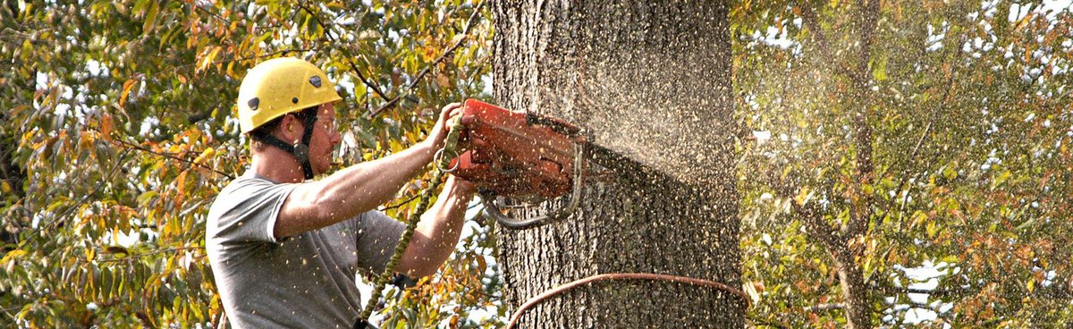 Treeraider's tweet photo. We are professional, well-experienced and insured #Tree #Removal services provider in #Epping, #Ryde. Call us now for free quotes 0414762797 https://t.co/LdluVYInYP