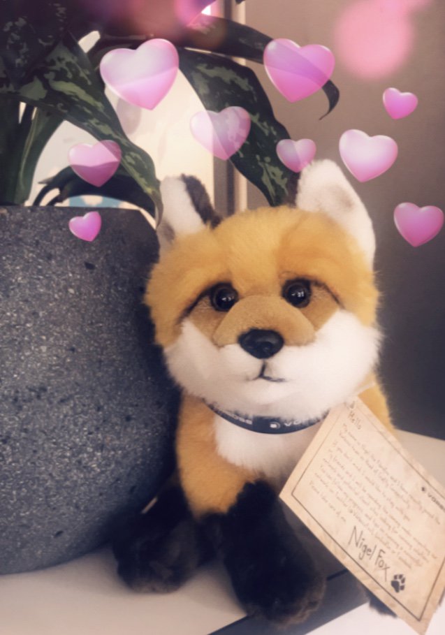 VorbossFox's tweet photo. Today is World Animal day! Lots of love for me today in the Vorboss office 🦊 #WorldAnimalDay https://t.co/OK9kC2XvxR