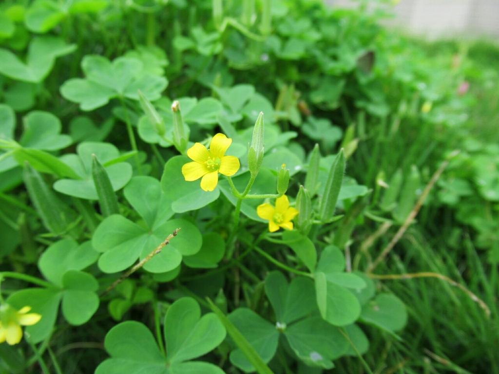 ট ইট র 1000花 7 カタバミ カタバミ科 全世界に分布 原産地不明 庭や道端等どこにも多い黄色花 カタバミ属特有の葉の形 葉の赤いアカカタバミや茎の立つタチカタバミは変種 花 雑草 夏の花 薬草 酢漿