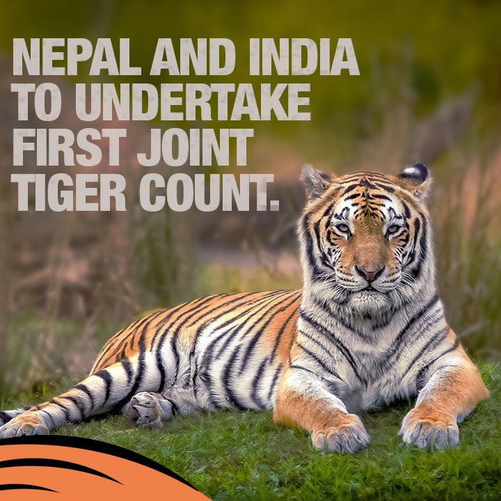 Save Our Tigers tweet media