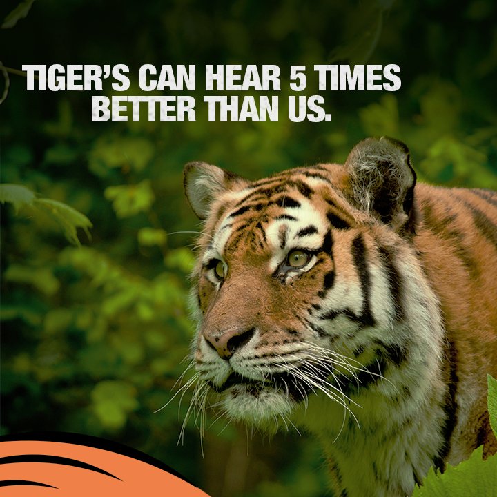Save Our Tigers tweet media