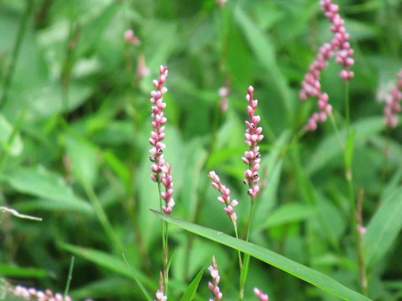 雑草図鑑 準備中 790 イヌタデ タデ科 熱帯アジア原産 史前帰化 別名アカマンマ 湿った道端などあちこちに多い 春 から秋まで 赤い花や実の密集した花穂を作る 花のまばらなのは近縁種のハナタデ 花 雑草 秋の花 T Co O1xoukzwxu 雑草図鑑 準備中 790 イヌタデ タデ科 熱帯アジア原産 史前帰化 別名アカマンマ 湿った道端などあちこちに多い 春 から秋まで 赤い花や実の密集した花穂を作る 花のまばらなのは近縁種のハナタデ 花 雑草 秋の花 T Co O1xoukzwxu