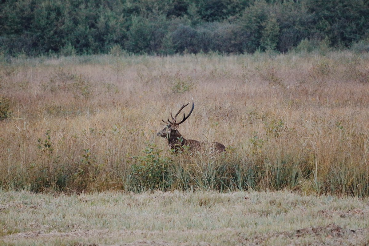 Entredeuxretros's tweet photo. Très peu présents en ce moment sur les réseaux.. On préfère traquer les #cerfs 😉
#Bugey #brame #nature #maraisdelavours https://t.co/qW3Q3ayHml