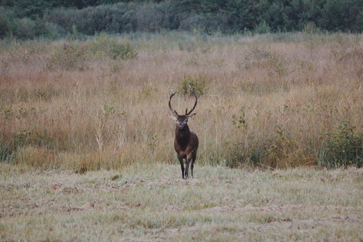 Entredeuxretros's tweet photo. Très peu présents en ce moment sur les réseaux.. On préfère traquer les #cerfs 😉
#Bugey #brame #nature #maraisdelavours https://t.co/qW3Q3ayHml
