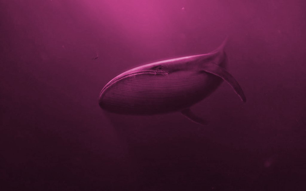 teknoyolo's tweet photo. Pink Whale Nedir? Nasıl Oynanır? https://t.co/DU90t54WTB https://t.co/1Q0iT8GuMv