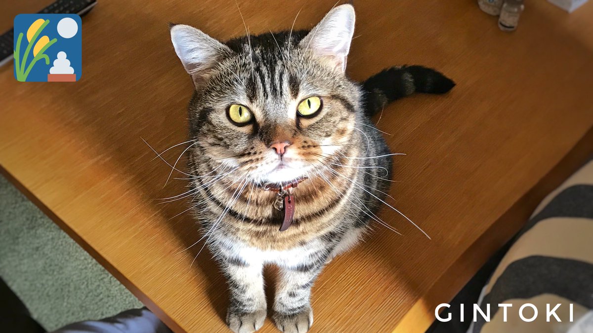 Beluga99's tweet photo. 今日の銀ちゃん❤️
😀今日は十五夜だよー！🌕
😾美味いのか？早くくれニャ！
#猫 #ねこ #ネコ #cat https://t.co/O4KxONDVAa