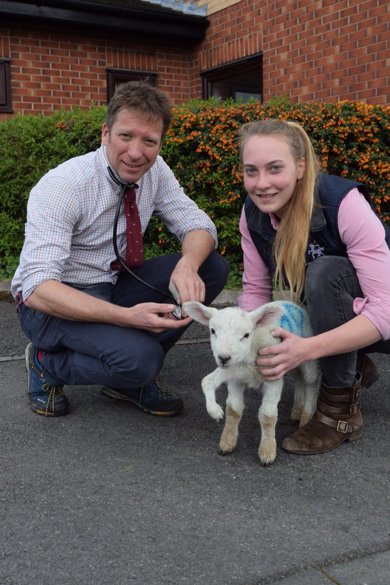 theyorkshirevet's tweet photo. Who enjoyed #TheYorkshireVet last night? You can catch up on all the curious creatures https://t.co/uUSkBIB80D https://t.co/tdnbgonid4