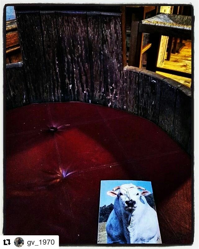 IlMacelloFritto's tweet photo. Ecco a voi la #Regina, La #Vacca #Chianina https://t.co/i9kzdGqmlF