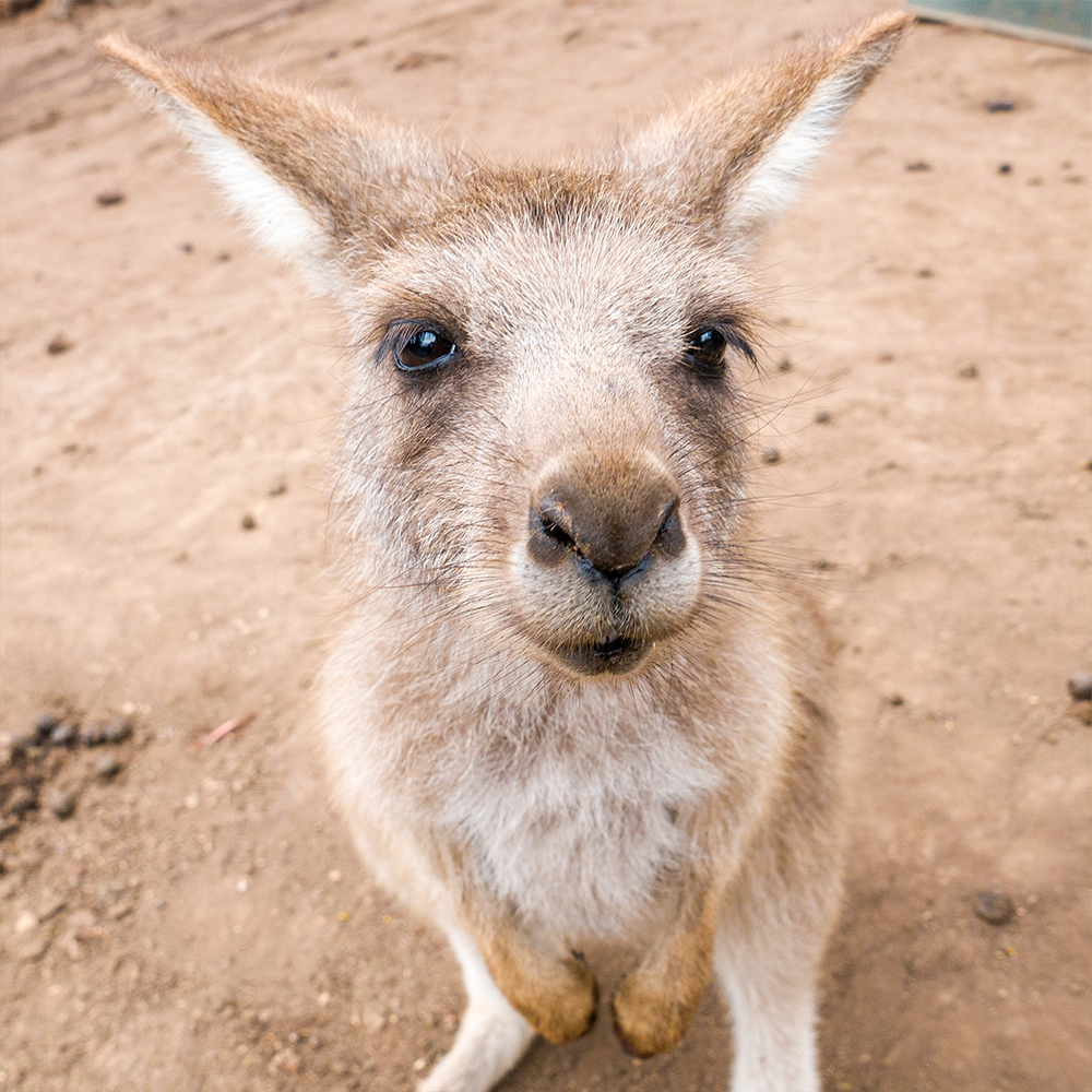 FreedomAus's tweet photo. Happy World Animal Day from all your favourite Aussie locals 🐨 https://t.co/o2NCSejFsU