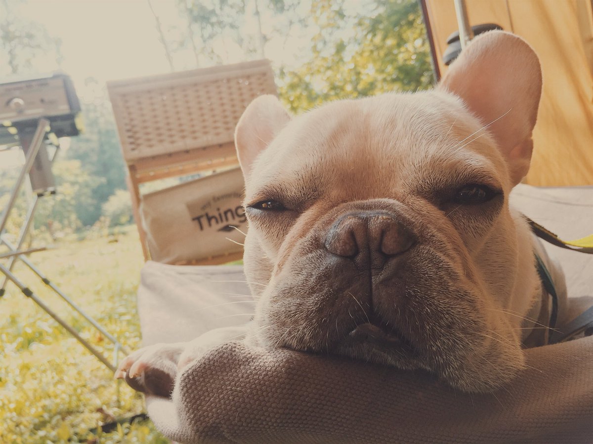 ট ইট র Play Outside おじゃmapで草彅剛の愛犬フレブルのくるみちゃん登場 コレでフレンチブルドックの人気が出たら嬉しい おじゃmap 草彅剛 フレンチブルドッグ フレブル
