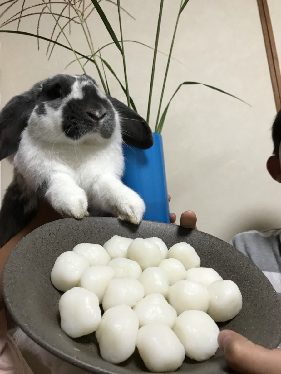 えちょ tweet media