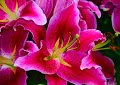 VoicesofGrace's tweet photo. "You are built not to shrink down to less but to blossom into more."   Oprah Winfrey https://t.co/IRSDm9sFDt