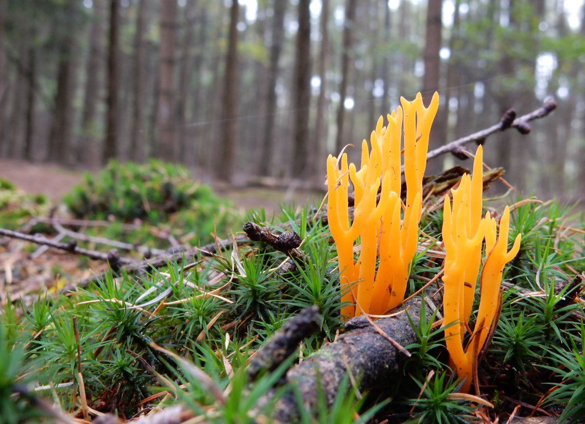 Het klein kleverig #koraalzwammetje is en blijft een feestelijke verschijning.
Hoe klein ook, door zijn felle kleur altijd vanaf ver te zien