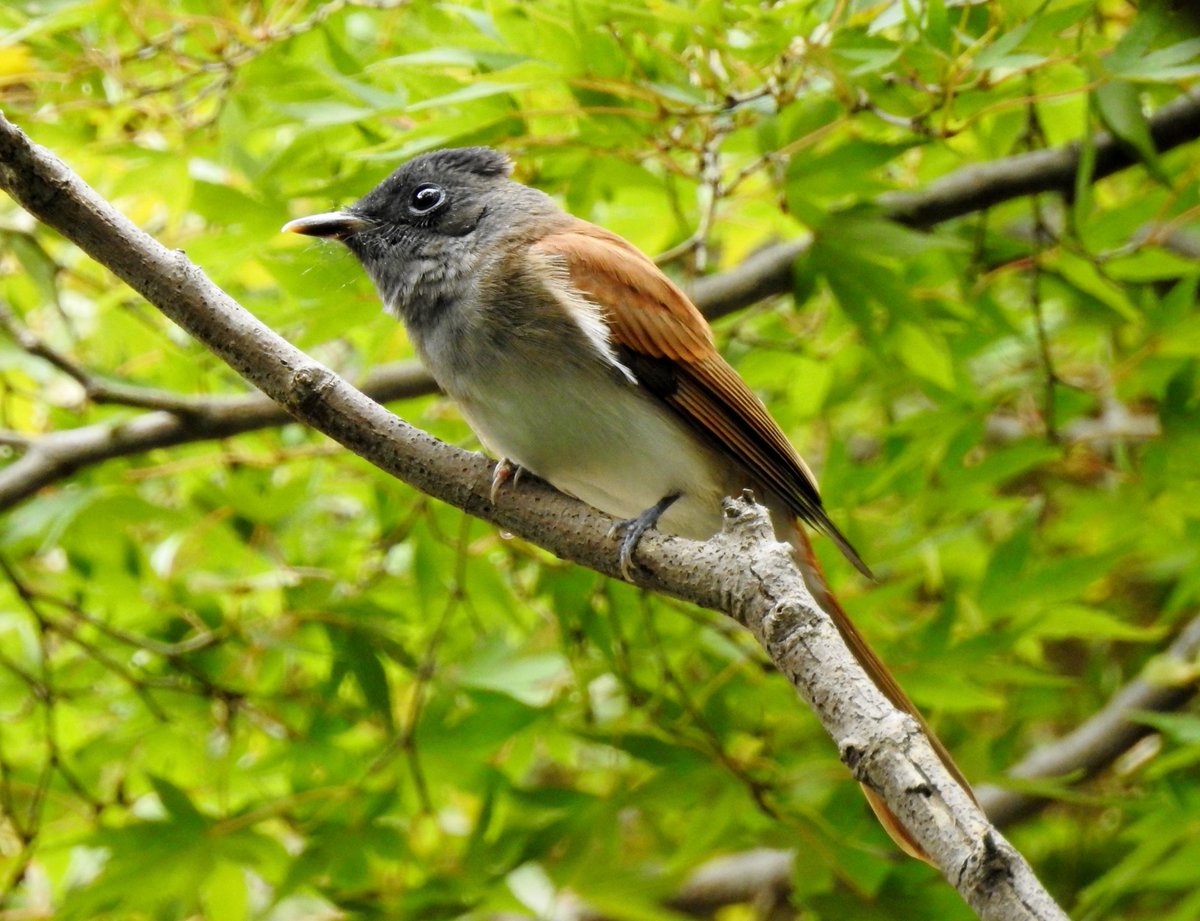 たけ على تويتر 八柱霊園のかなり大きなシジュウカラの群れの中に少し大きい茶色の鳥が混じっていました サンコウチョウです 今年最後の サンちゃんになりそう こんなに明るいところに出てくれたのはうれしい 冬羽なのでブルーのアイリングと青いくちばしが無いのは