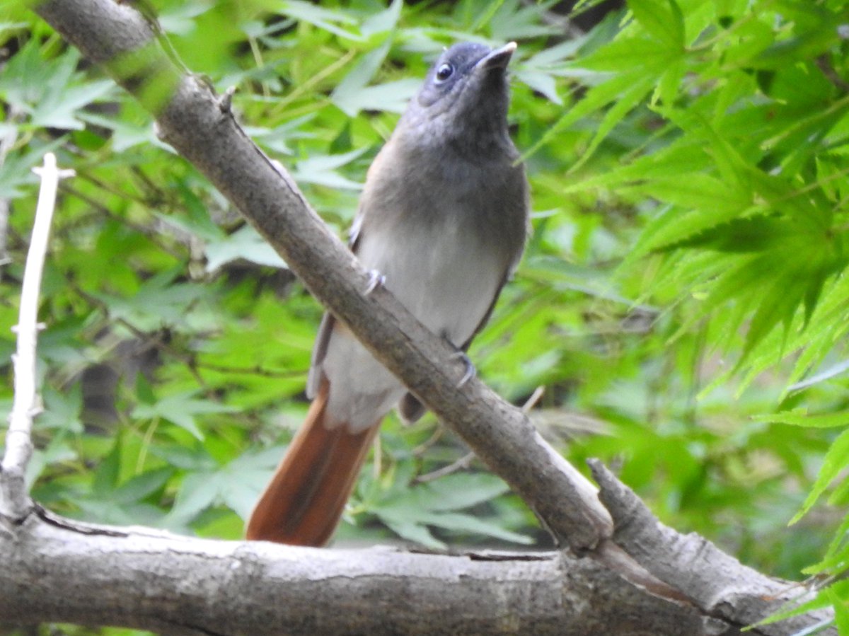 たけ على تويتر 八柱霊園のかなり大きなシジュウカラの群れの中に少し大きい茶色の鳥が混じっていました サンコウチョウです 今年最後の サンちゃんになりそう こんなに明るいところに出てくれたのはうれしい 冬羽なのでブルーのアイリングと青いくちばしが無いのは