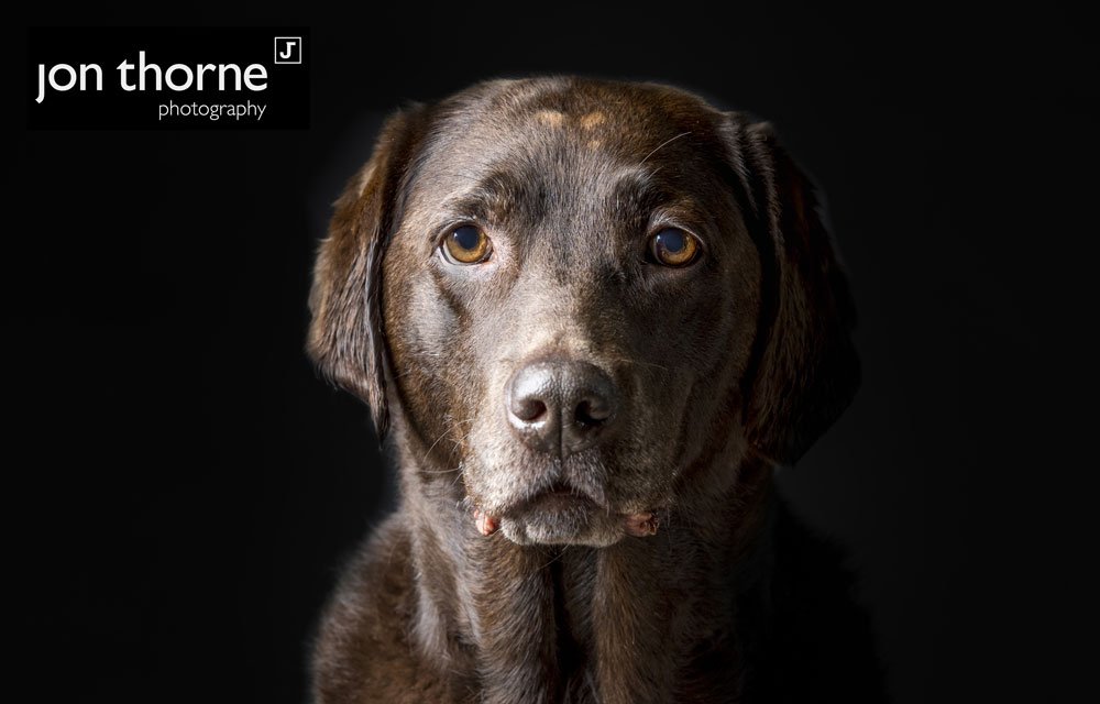 JonThornePhotos's tweet photo. And the 'Model Of The Day' award goes to... Coco! #PetPortraits #MeetCoco https://t.co/S9i80YMYtN