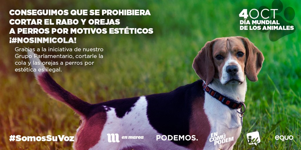 TxemaGuijarro's tweet photo. Gracias al trabajo de @PodemosCongreso no se les podrán cortar ni colas ni orejas por estética. 🐶#SomosSuVoz #DiaMundialdelosAnimales https://t.co/KxvPjDWdGq