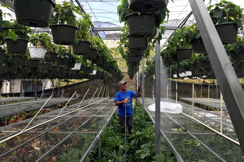Reuters's tweet photo. How solar energy saved a Puerto Rican farm from Hurricane Maria https://t.co/TViuaJPSFU https://t.co/BSKh7quFvg