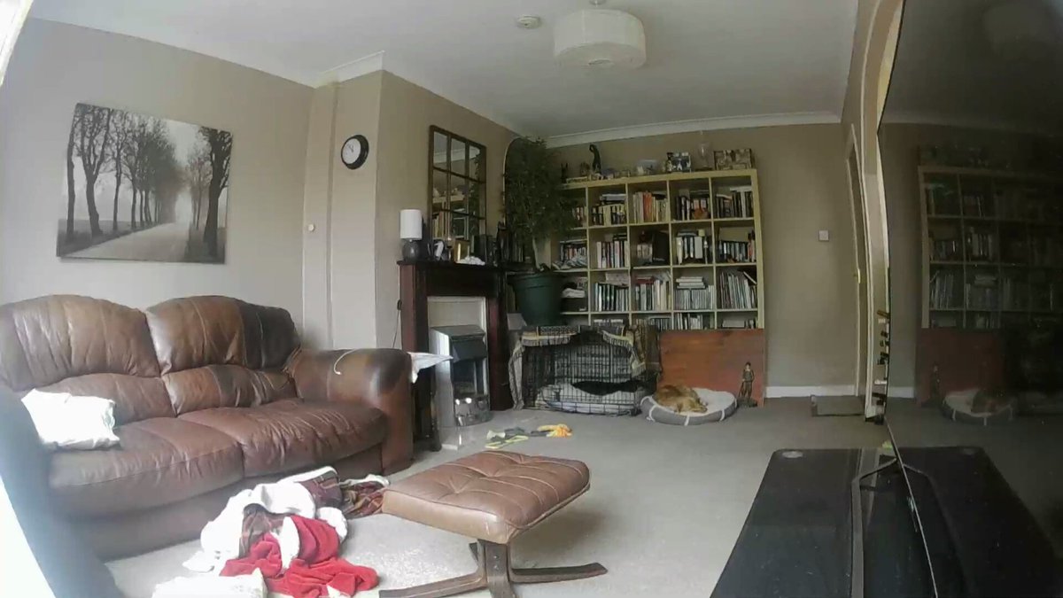 ladywhippet's tweet photo. Scene of domestic bliss.
Asbo Alfie in solitary, with Bailey hitting the zeds next to him.
#pupdate #spanielpower https://t.co/JtqN0AC22N