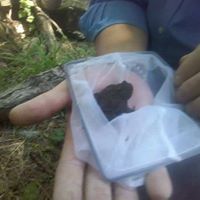 BranstoneIOW's tweet photo. Celebrating #WorldAnimalDay by showing off some of our amazing wildlife. This little guy was found during a #school pond dipping workshop. https://t.co/Oc7mdKah4I