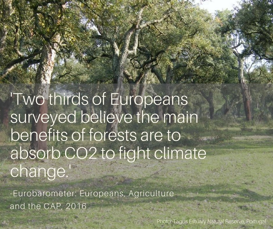 Fern_NGO's tweet photo. People value the #climate cooling impact of #forests.  Make #LULUCF support &amp; incentivise forest sinks @EUCouncil! https://t.co/fmtpkrsgK6 https://t.co/UueUIgKPZJ