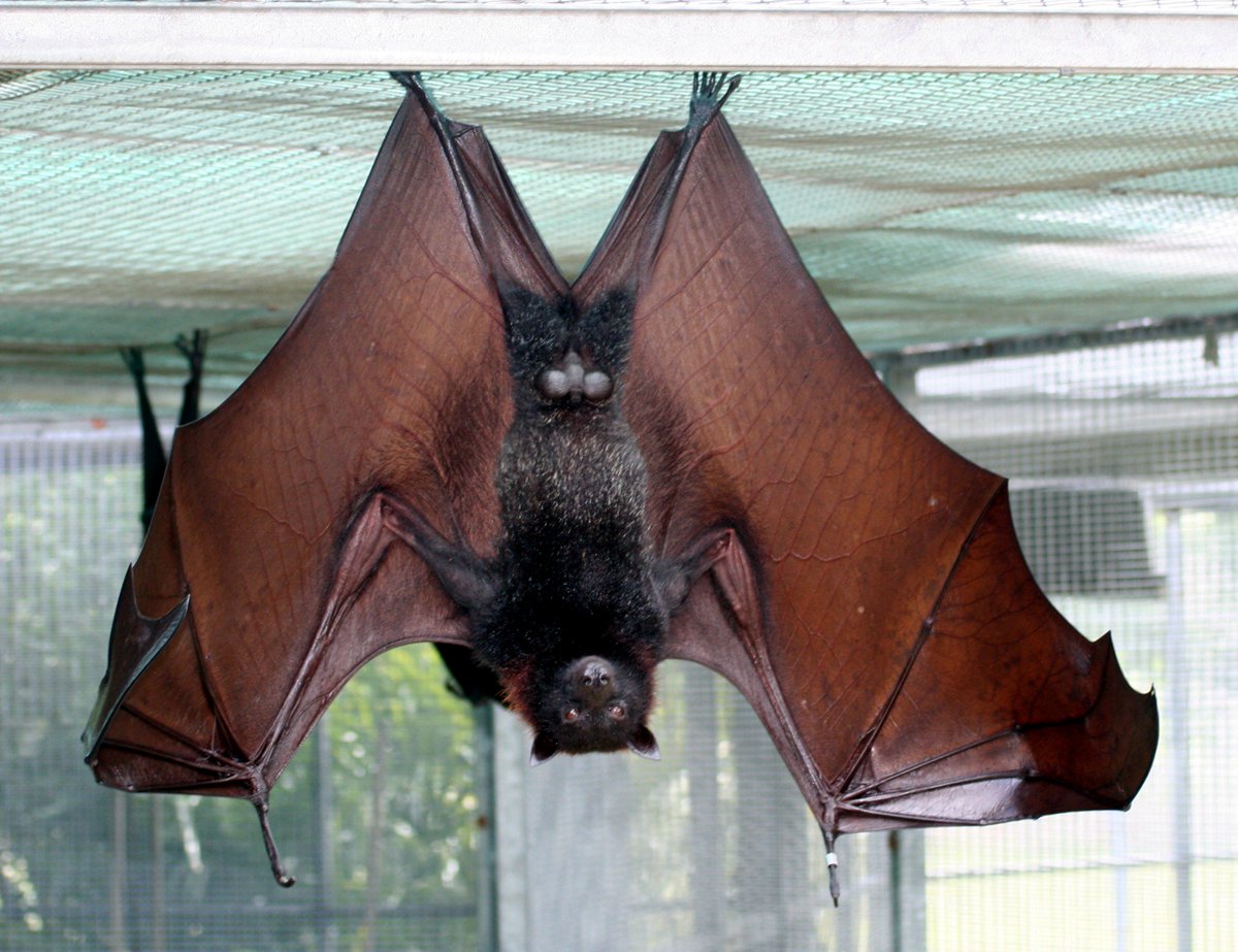 OccasionalBat's tweet photo. The Malayan flying fox has a big appetite. It can eat half its body weight every day. 10/21/17 - @BatConservancy bat festival & meet us too! https://t.co/fYhunAqJMy