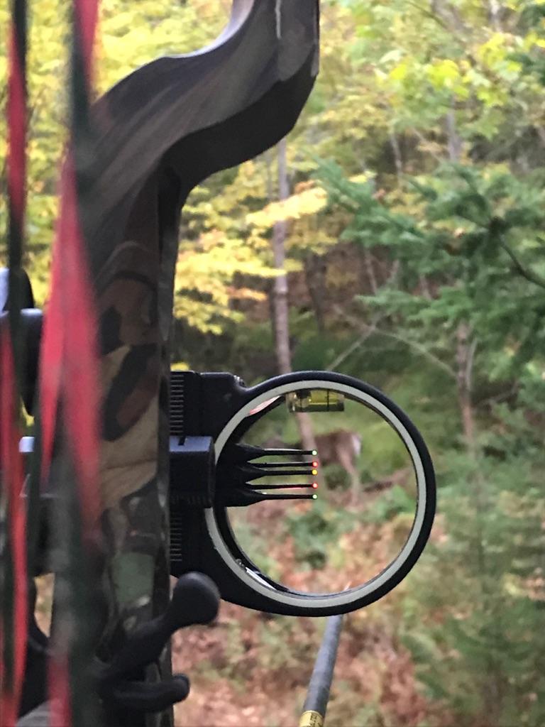 thetoolbox4001's tweet photo. Plenty of does....step on out big guy #nbarchery https://t.co/KYQexsAqa8